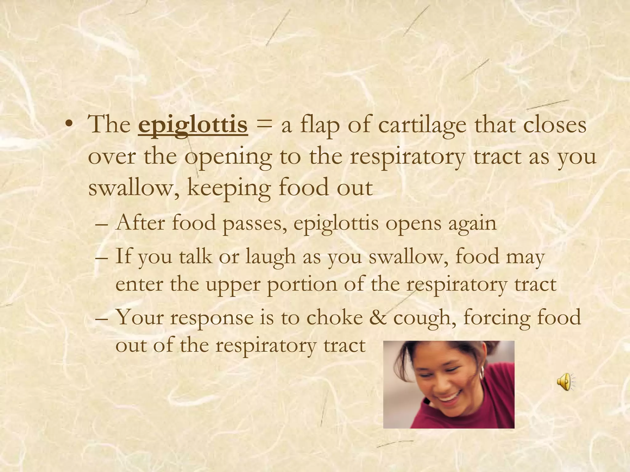 • The epiglottis = a flap of cartilage that closes
over the opening to the respiratory tract as you
swallow, keeping food out
– After food passes, epiglottis opens again
– If you talk or laugh as you swallow, food may
enter the upper portion of the respiratory tract
– Your response is to choke & cough, forcing food
out of the respiratory tract
 