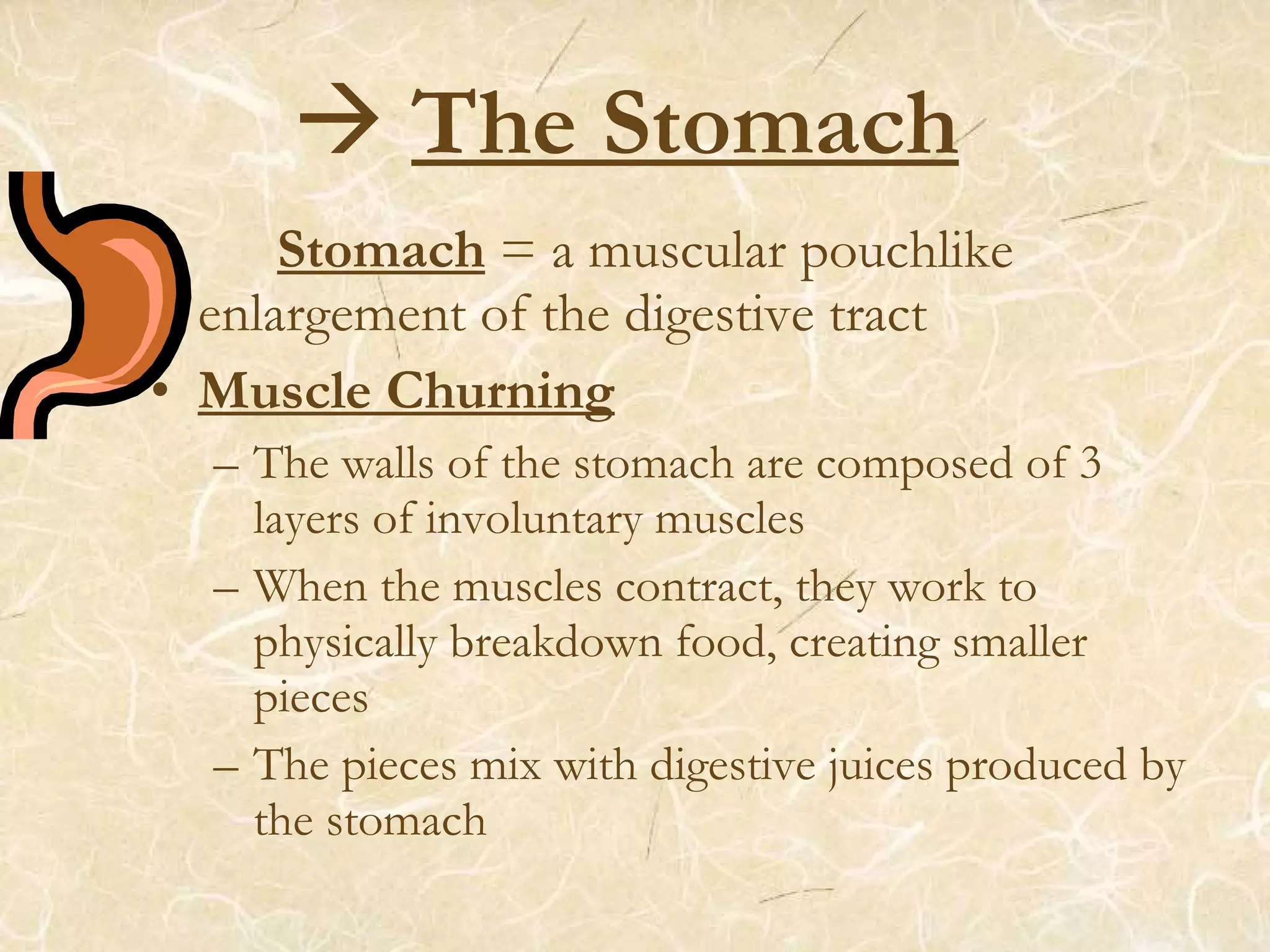  The Stomach
Stomach = a muscular pouchlike
enlargement of the digestive tract
• Muscle Churning
– The walls of the stomach are composed of 3
layers of involuntary muscles
– When the muscles contract, they work to
physically breakdown food, creating smaller
pieces
– The pieces mix with digestive juices produced by
the stomach
 