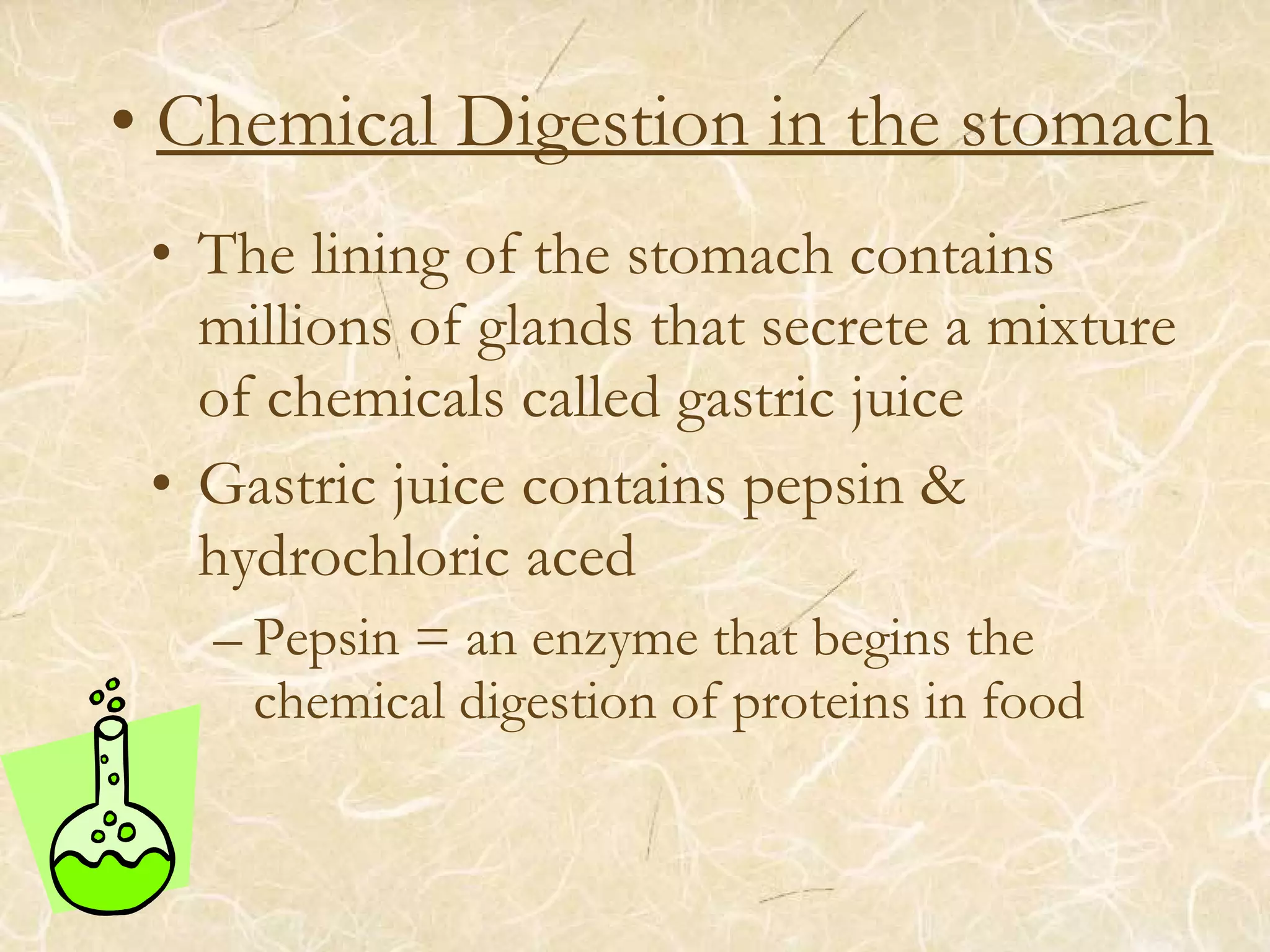 • Chemical Digestion in the stomach
• The lining of the stomach contains
millions of glands that secrete a mixture
of chemicals called gastric juice
• Gastric juice contains pepsin &
hydrochloric aced
– Pepsin = an enzyme that begins the
chemical digestion of proteins in food
 