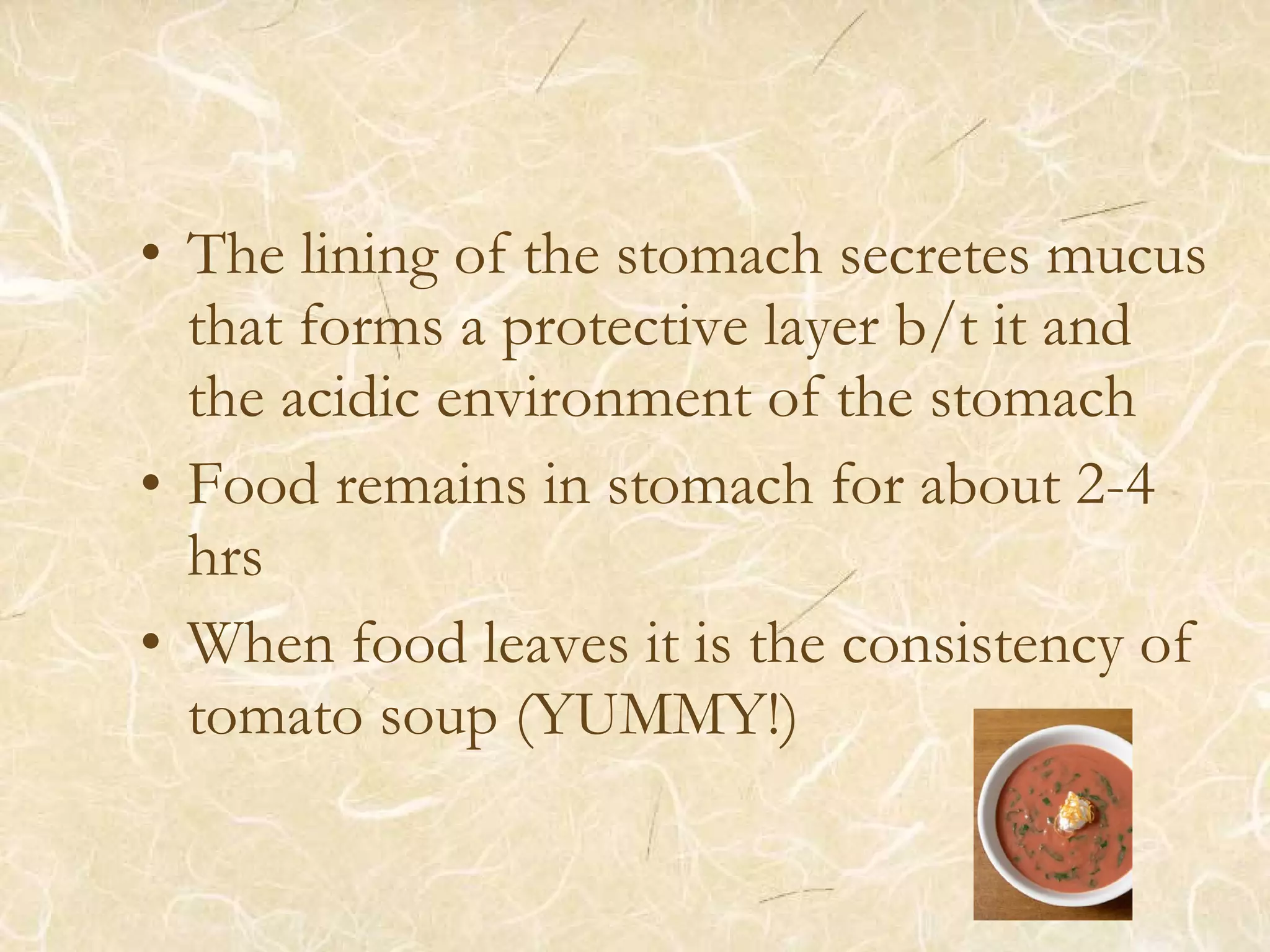 • The lining of the stomach secretes mucus
that forms a protective layer b/t it and
the acidic environment of the stomach
• Food remains in stomach for about 2-4
hrs
• When food leaves it is the consistency of
tomato soup (YUMMY!)
 