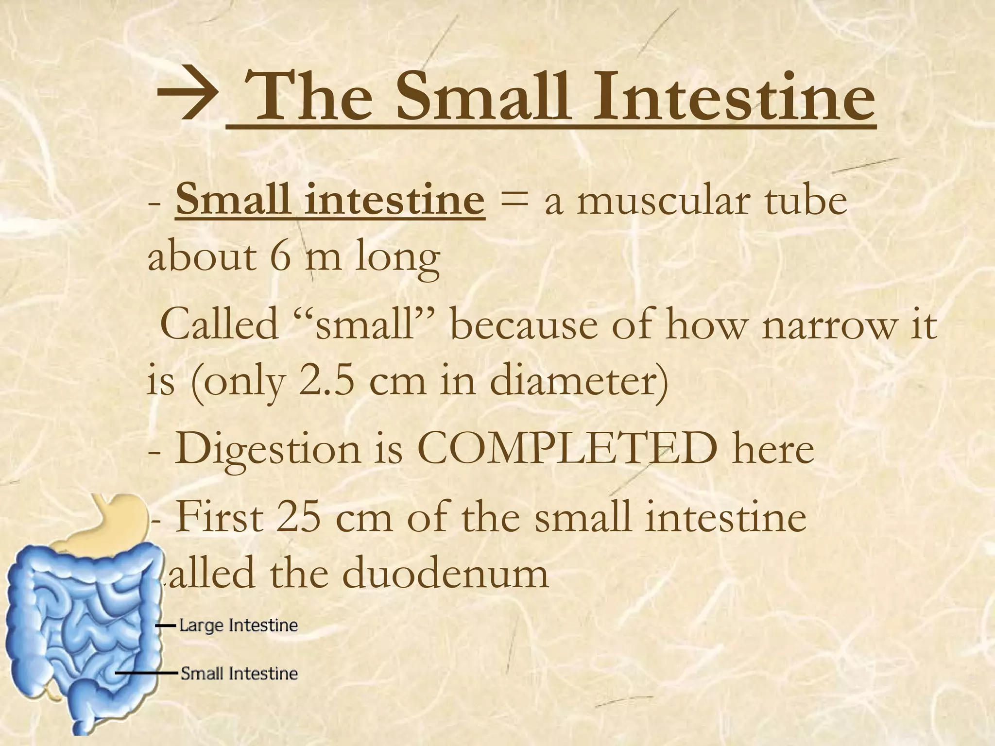  The Small Intestine
- Small intestine = a muscular tube
about 6 m long
Called “small” because of how narrow it
is (only 2.5 cm in diameter)
- Digestion is COMPLETED here
- First 25 cm of the small intestine
called the duodenum
 