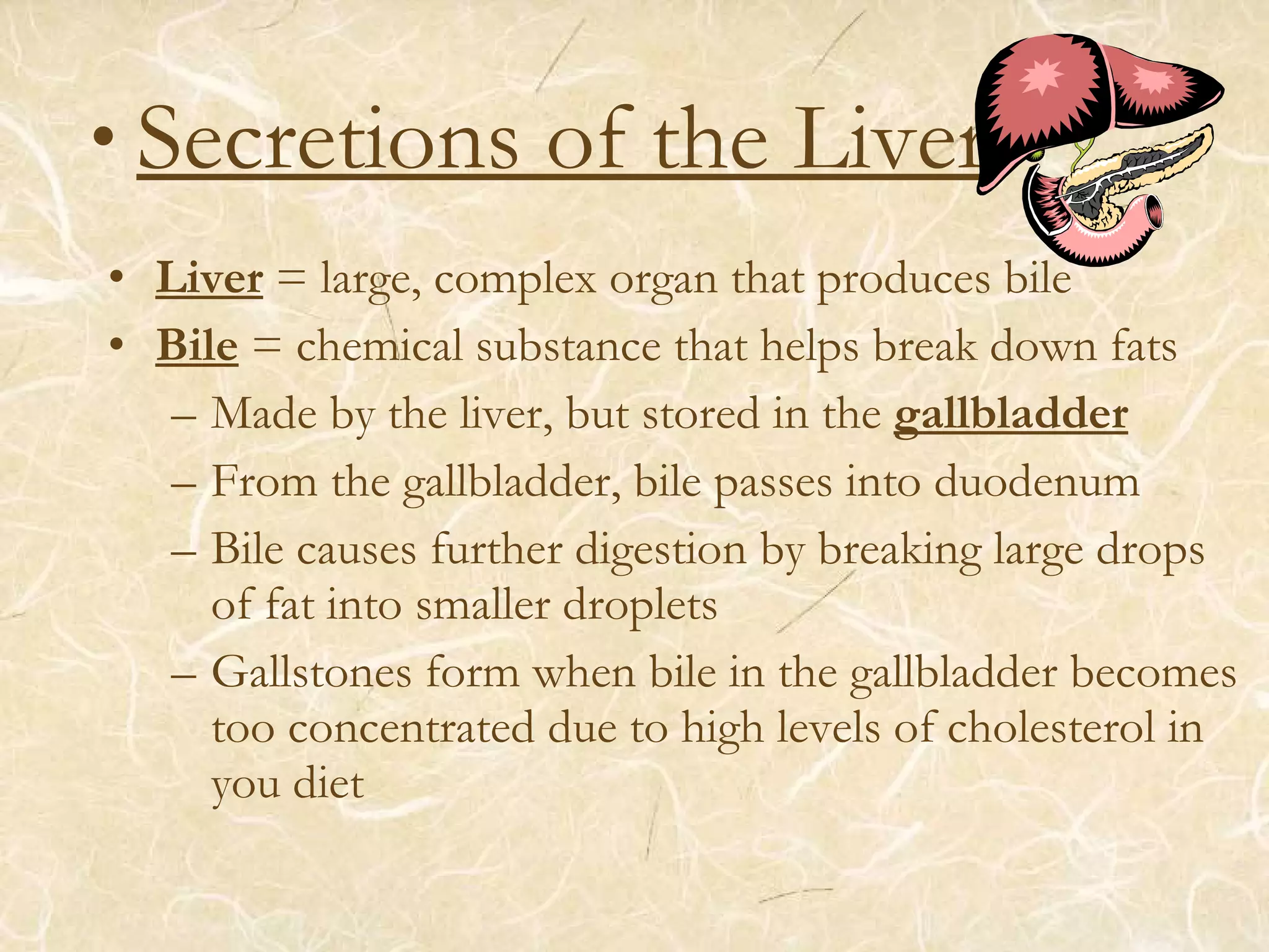 • Secretions of the Liver
• Liver = large, complex organ that produces bile
• Bile = chemical substance that helps break down fats
– Made by the liver, but stored in the gallbladder
– From the gallbladder, bile passes into duodenum
– Bile causes further digestion by breaking large drops
of fat into smaller droplets
– Gallstones form when bile in the gallbladder becomes
too concentrated due to high levels of cholesterol in
you diet
 