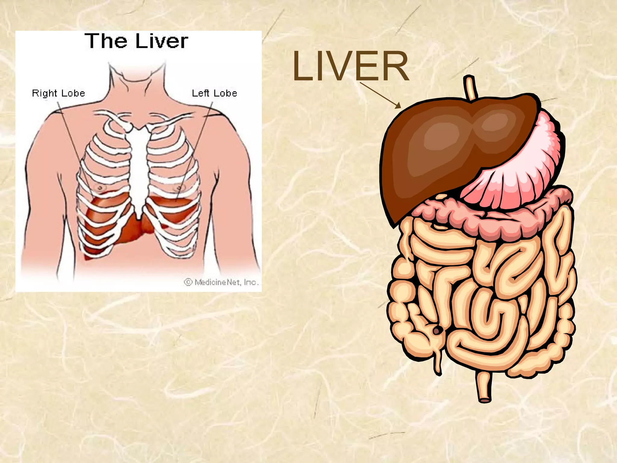 LIVER
 