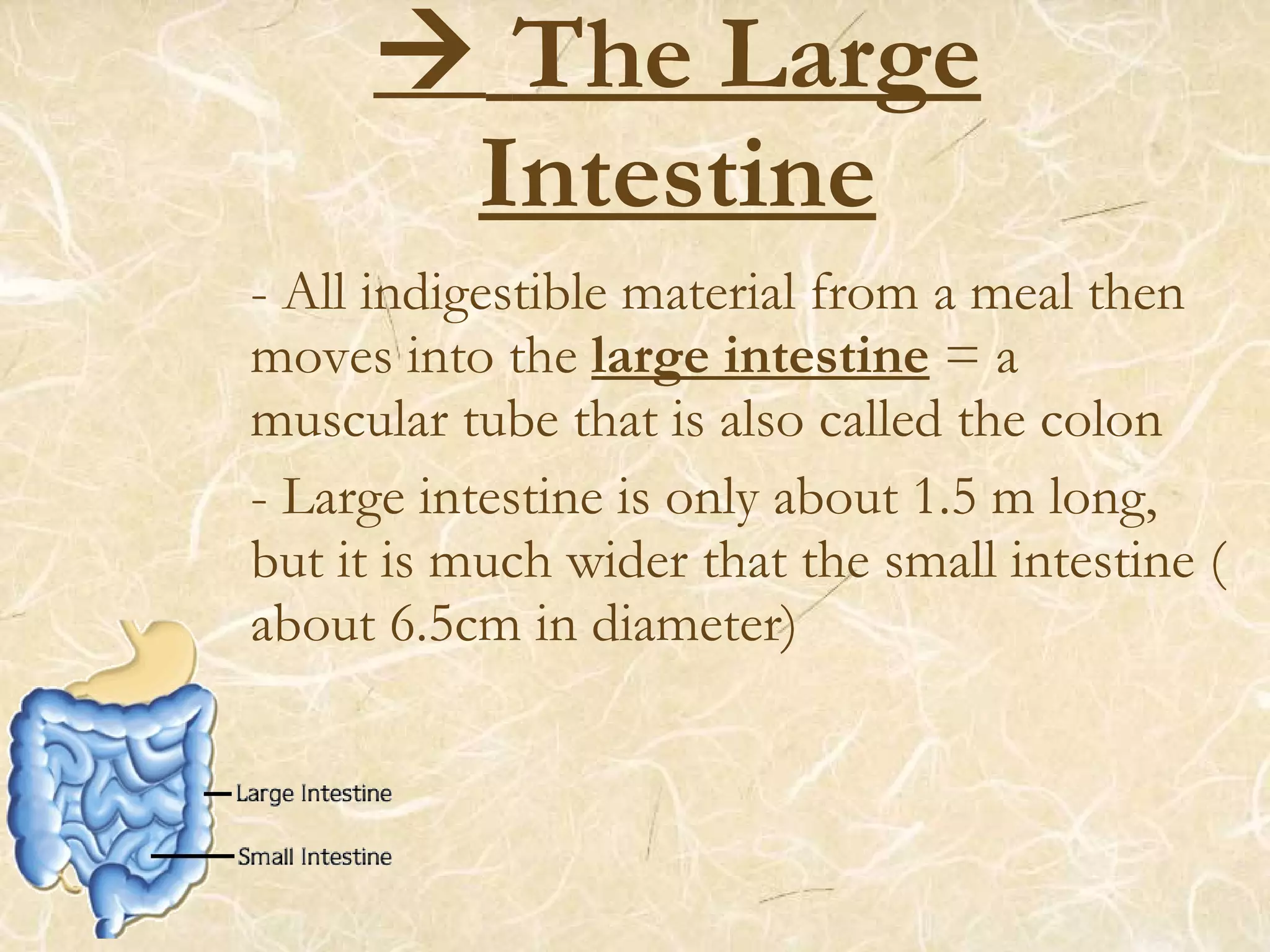  The Large
Intestine
- All indigestible material from a meal then
moves into the large intestine = a
muscular tube that is also called the colon
- Large intestine is only about 1.5 m long,
but it is much wider that the small intestine (
about 6.5cm in diameter)
 