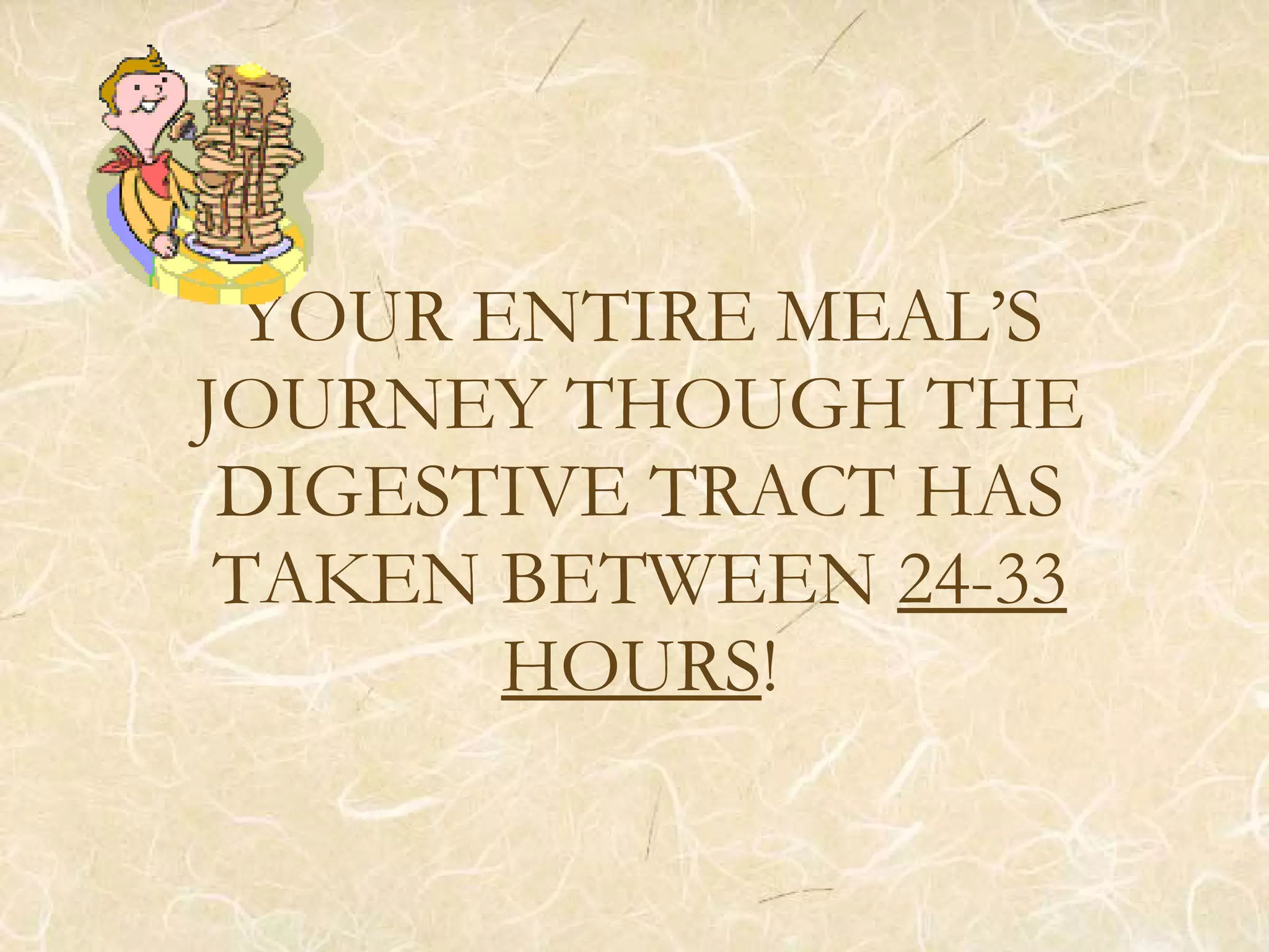 YOUR ENTIRE MEAL’S
JOURNEY THOUGH THE
DIGESTIVE TRACT HAS
TAKEN BETWEEN 24-33
HOURS!
 