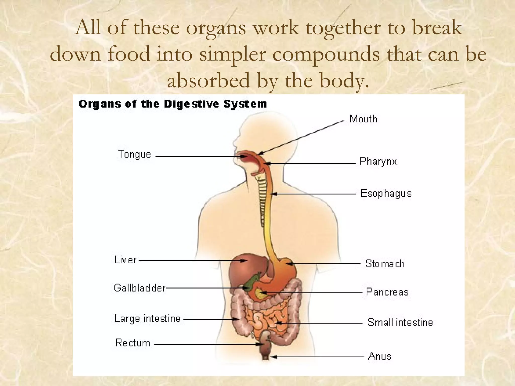 All of these organs work together to break
down food into simpler compounds that can be
absorbed by the body.
 
