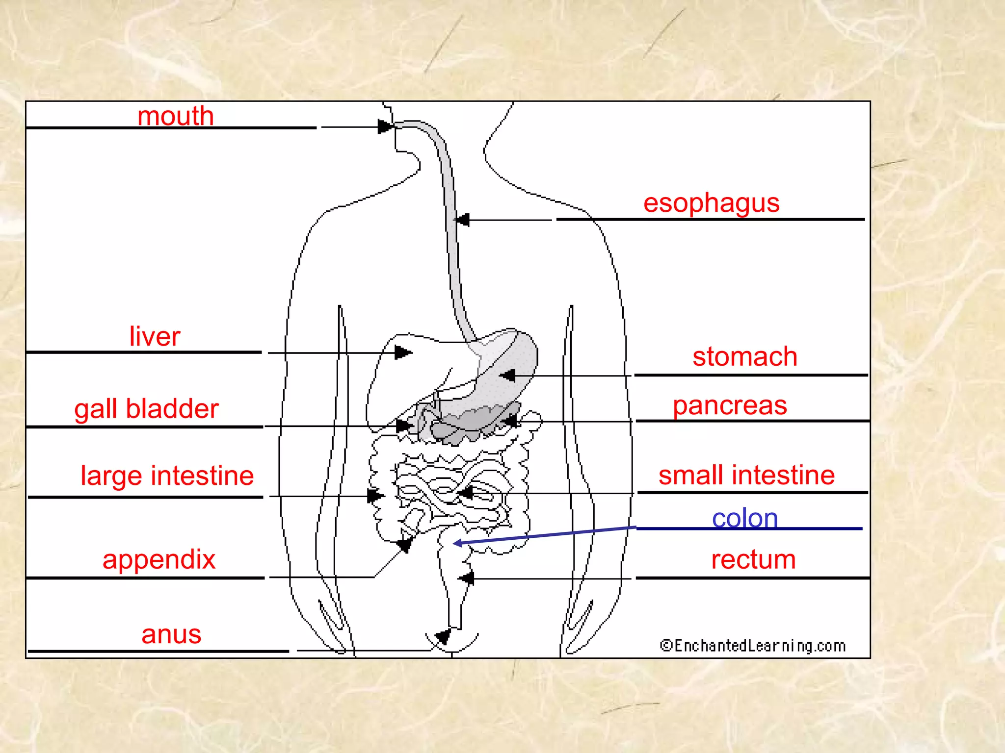 mouth
esophagus
stomach
liver
gall bladder pancreas
small intestinelarge intestine
appendix rectum
anus
colon
 