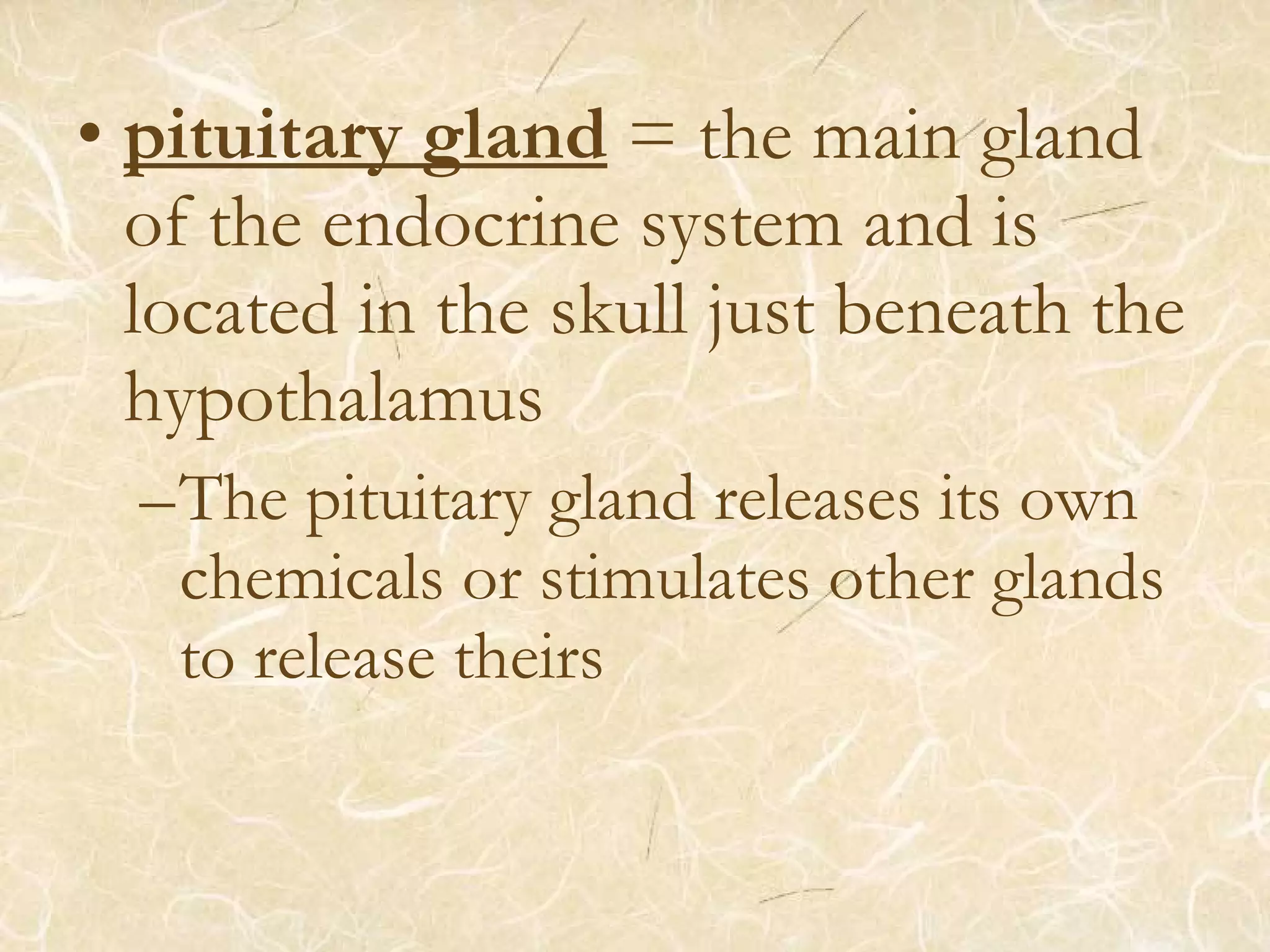 • pituitary gland = the main gland
of the endocrine system and is
located in the skull just beneath the
hypothalamus
–The pituitary gland releases its own
chemicals or stimulates other glands
to release theirs
 