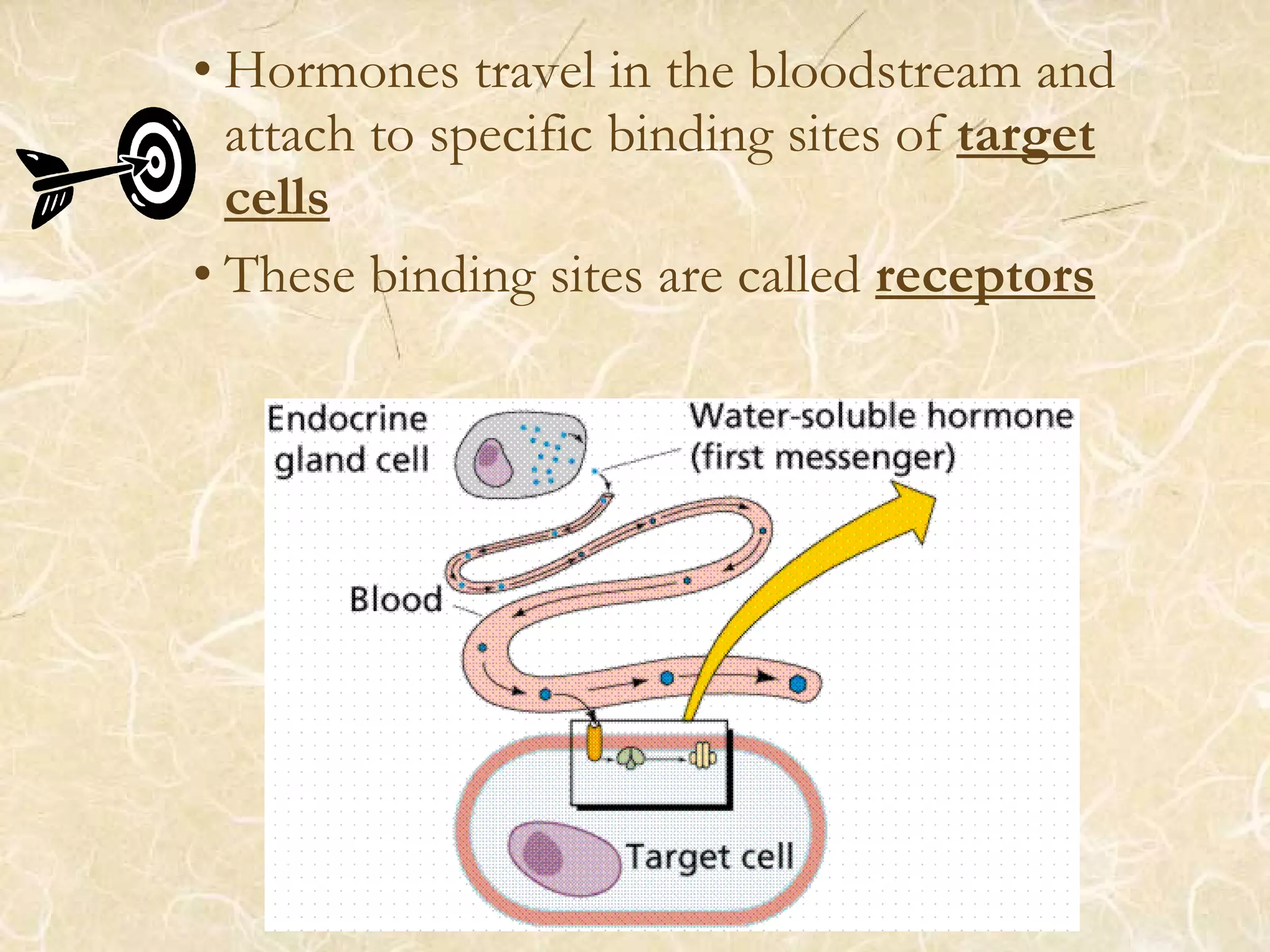 • Hormones travel in the bloodstream and
attach to specific binding sites of target
cells
• These binding sites are called receptors
 