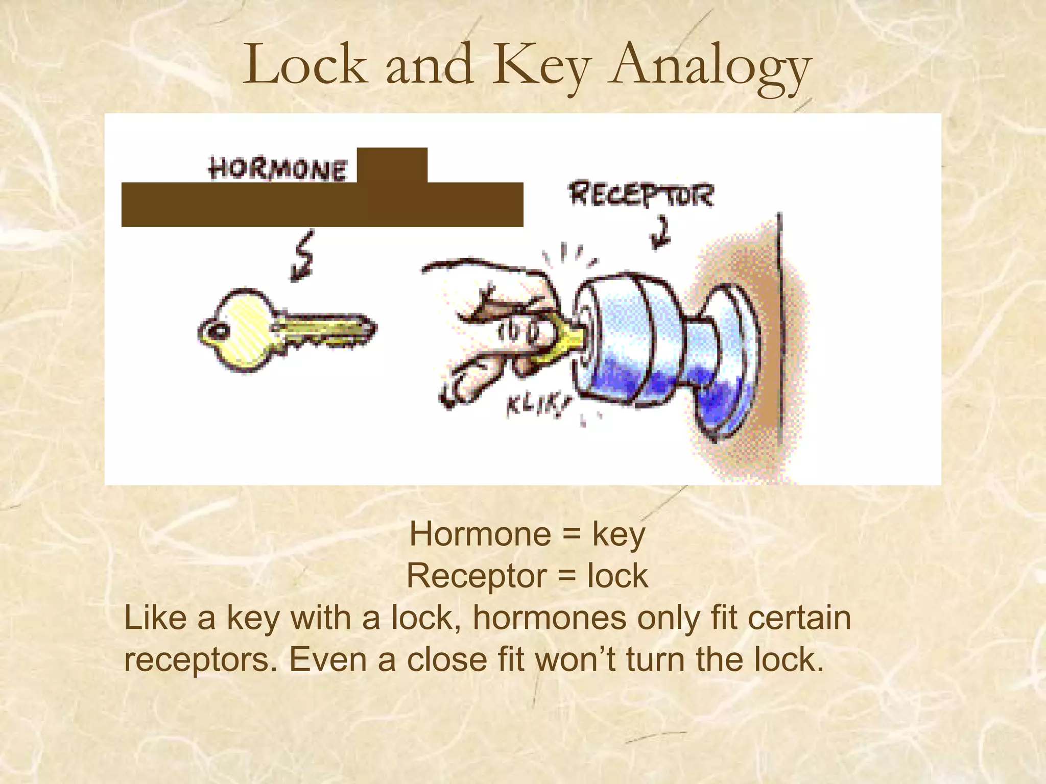 Lock and Key Analogy
Hormone = key
Receptor = lock
Like a key with a lock, hormones only fit certain
receptors. Even a close fit won’t turn the lock.
 