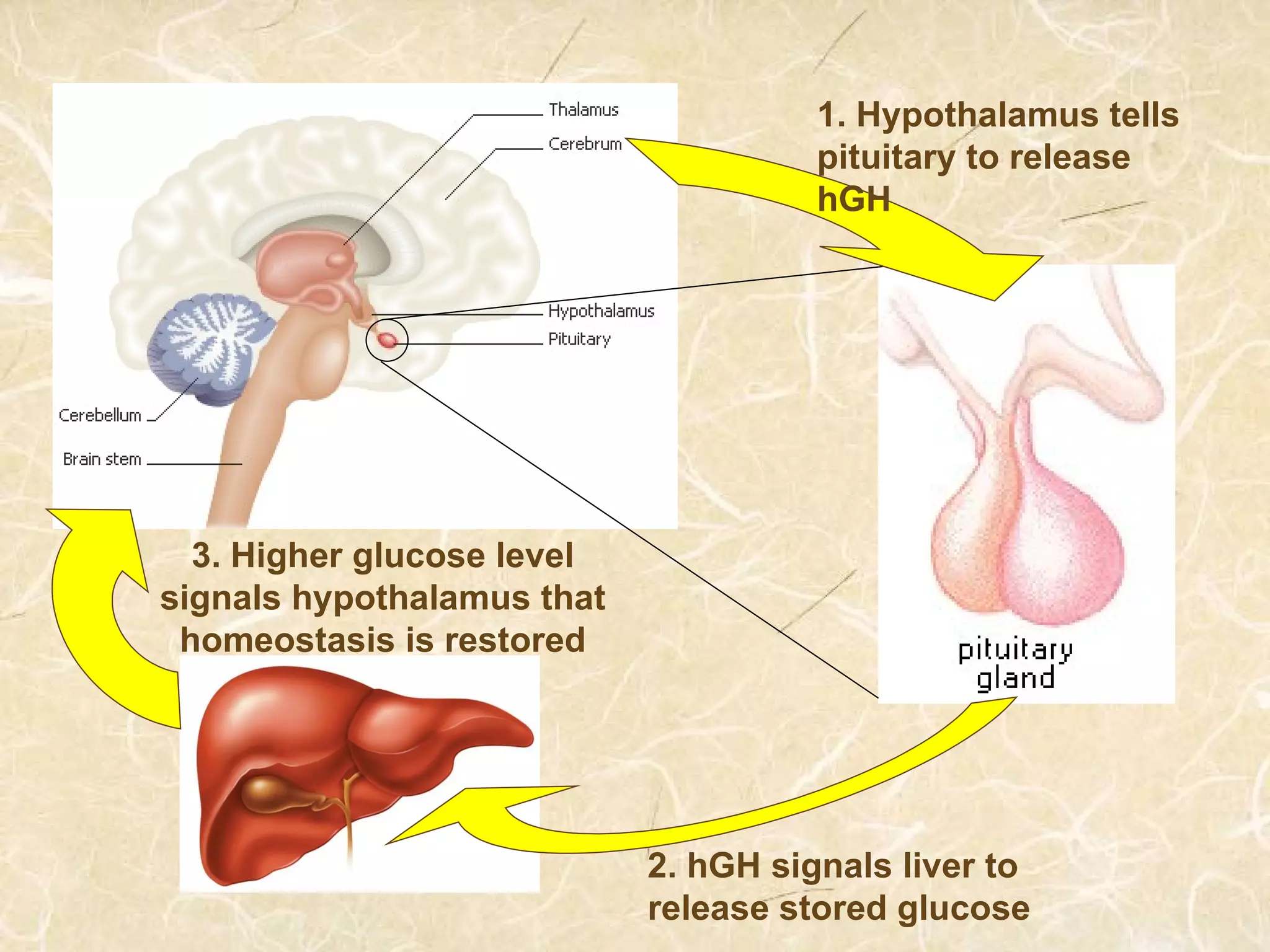 1. Hypothalamus tells
pituitary to release
hGH
2. hGH signals liver to
release stored glucose
3. Higher glucose level
signals hypothalamus that
homeostasis is restored
 