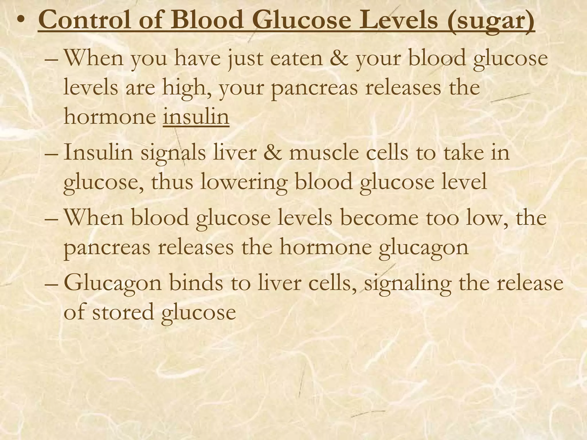 • Control of Blood Glucose Levels (sugar)
– When you have just eaten & your blood glucose
levels are high, your pancreas releases the
hormone insulin
– Insulin signals liver & muscle cells to take in
glucose, thus lowering blood glucose level
– When blood glucose levels become too low, the
pancreas releases the hormone glucagon
– Glucagon binds to liver cells, signaling the release
of stored glucose
 