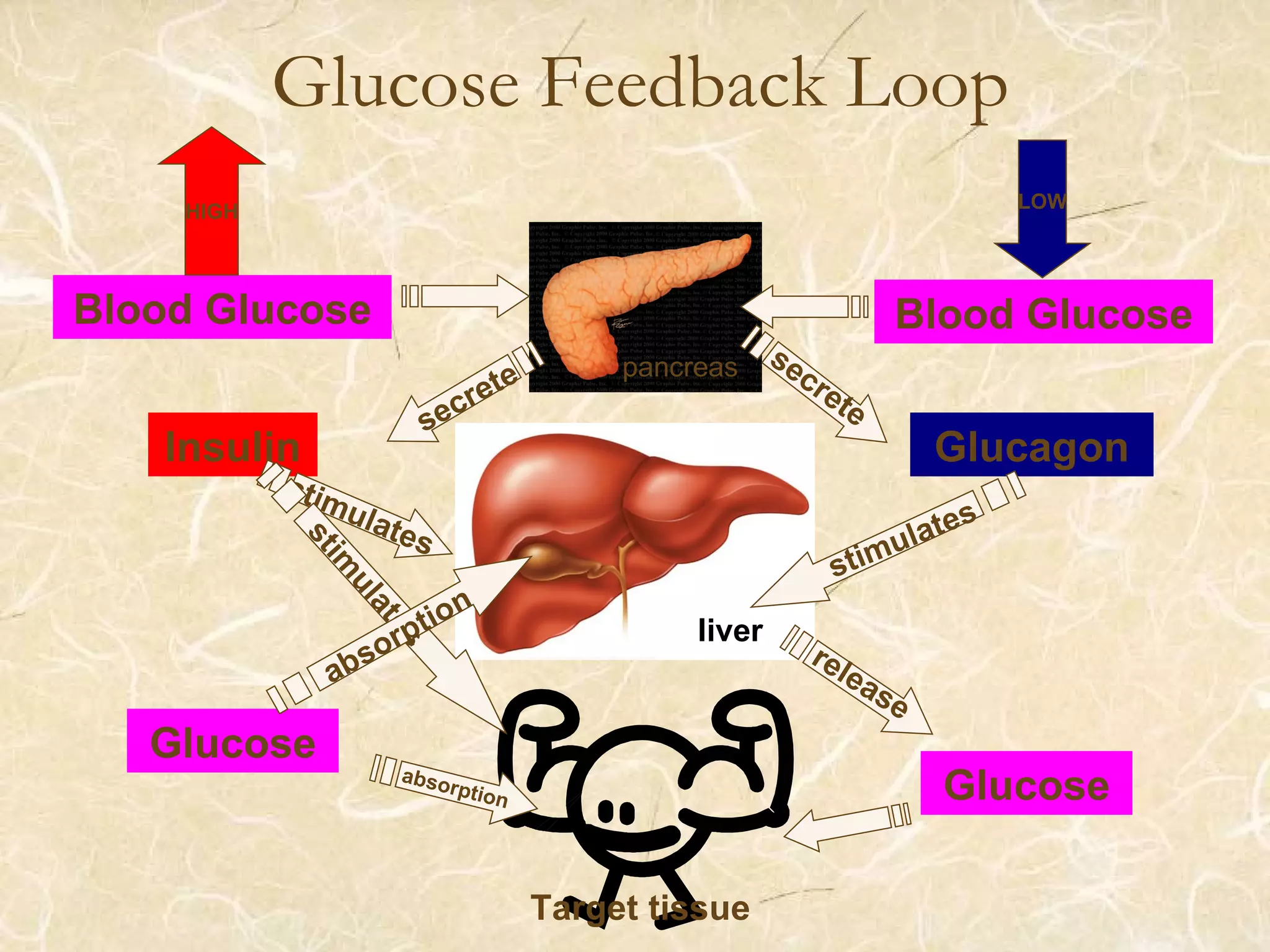 Glucose Feedback Loop
Blood Glucose Blood Glucose
HIGH LOW
Glucagon
release
secretesecrete
Insulin
pancreas
liver
Glucose
Target tissue
Glucose
stimulates
stimulates
stim
ulates
absorption
absorption
 