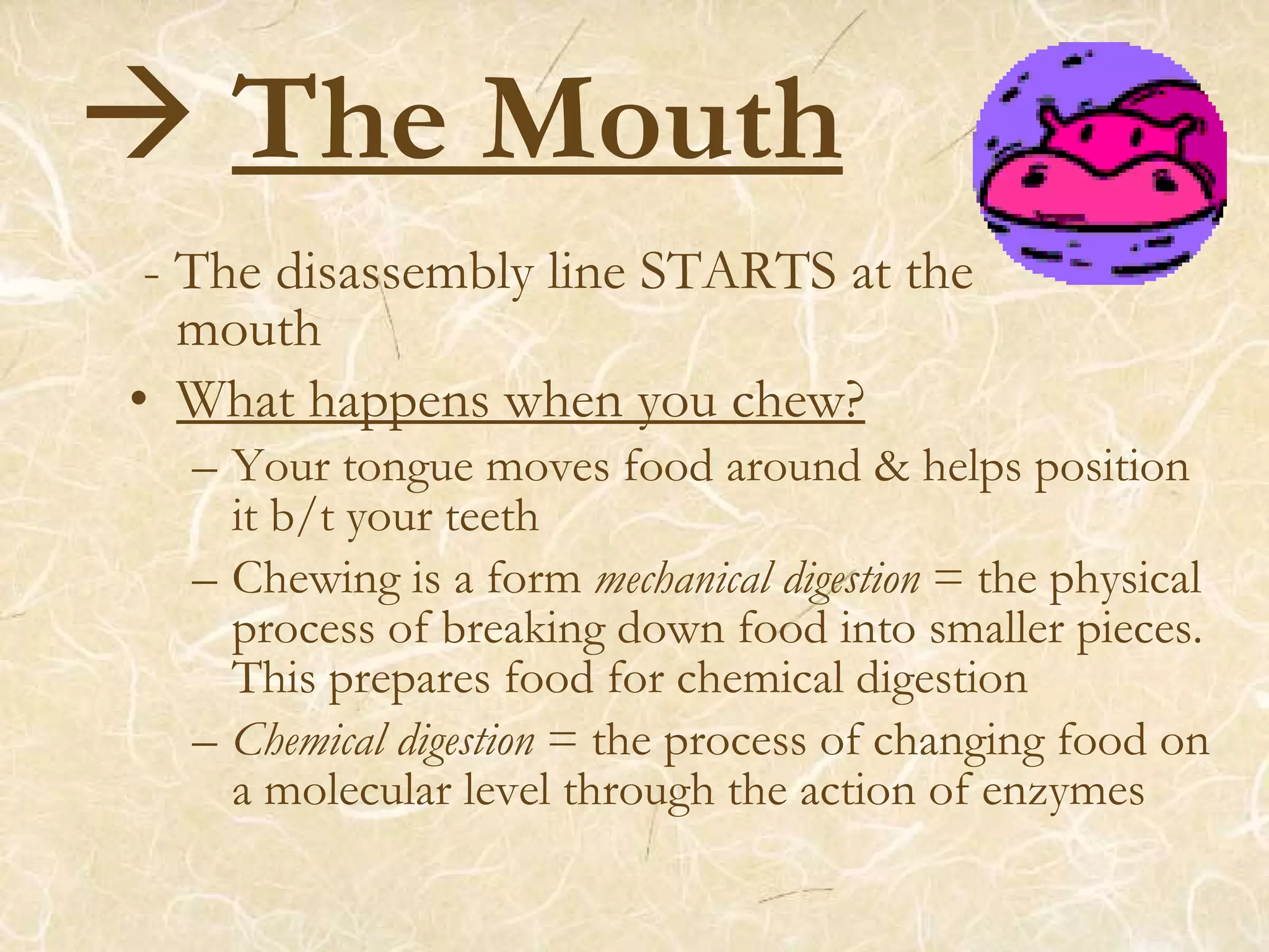  The Mouth
- The disassembly line STARTS at the
mouth
• What happens when you chew?
– Your tongue moves food around & helps position
it b/t your teeth
– Chewing is a form mechanical digestion = the physical
process of breaking down food into smaller pieces.
This prepares food for chemical digestion
– Chemical digestion = the process of changing food on
a molecular level through the action of enzymes
 
