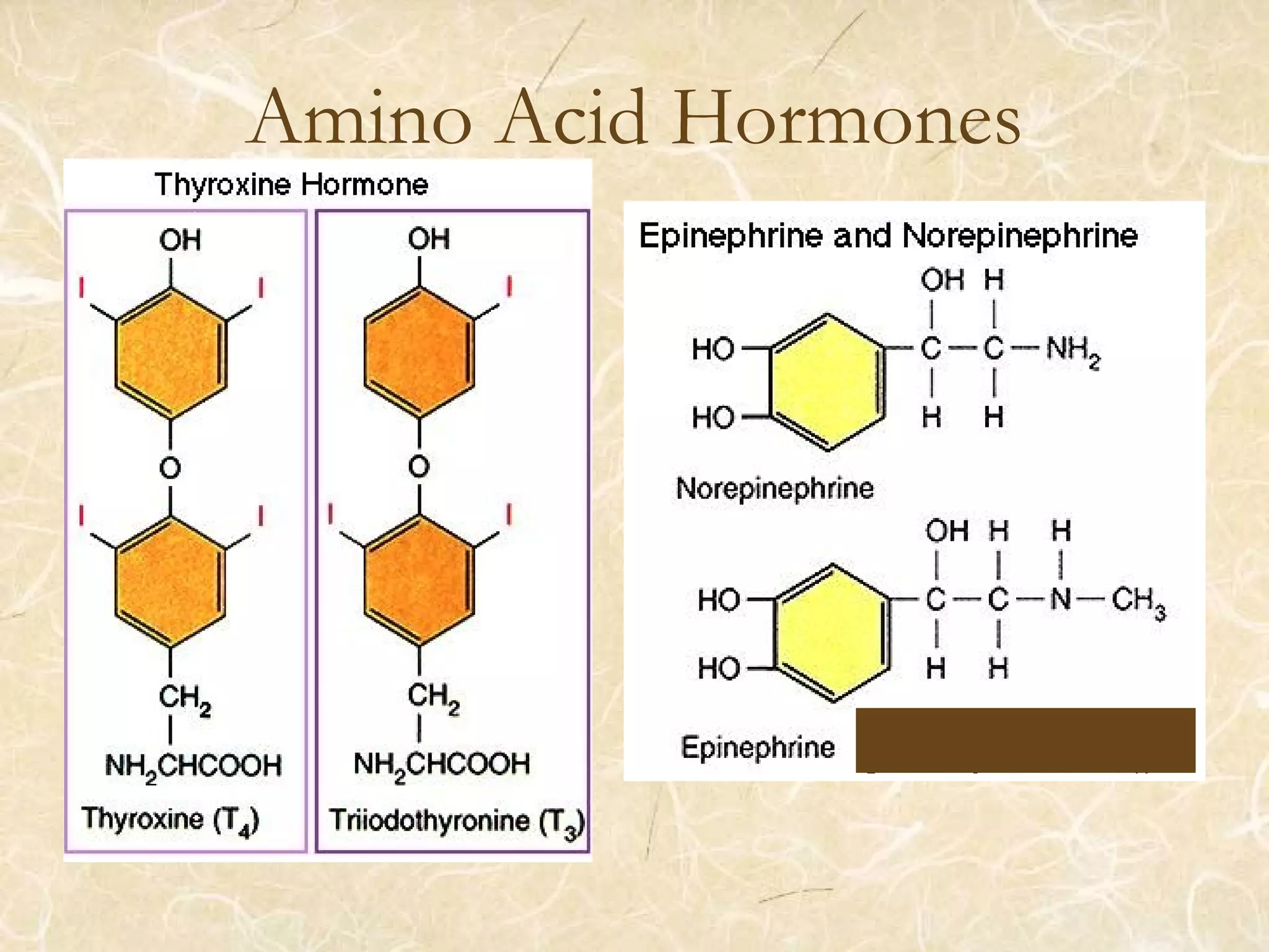 Amino Acid Hormones
 