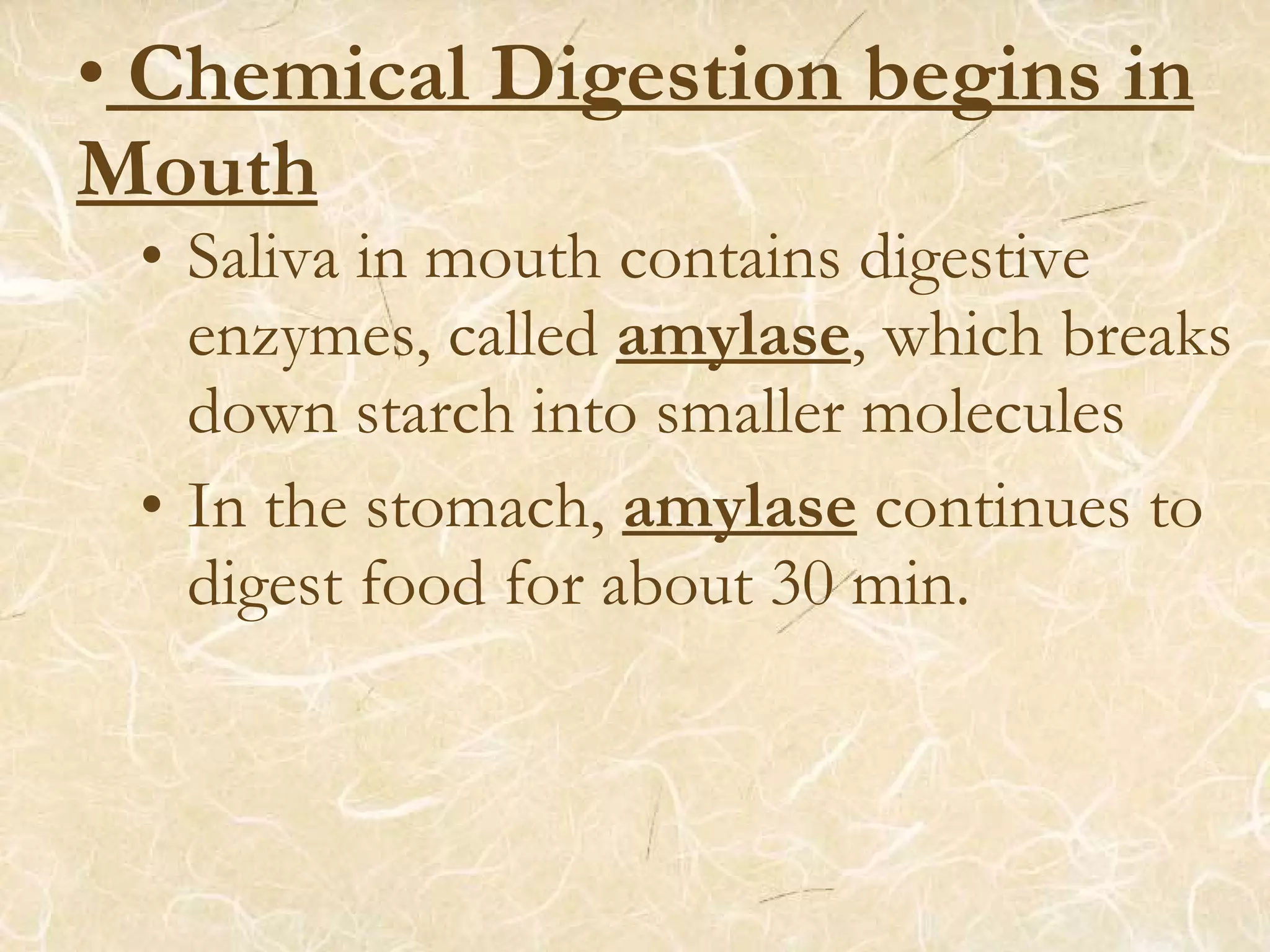 • Chemical Digestion begins in
Mouth
• Saliva in mouth contains digestive
enzymes, called amylase, which breaks
down starch into smaller molecules
• In the stomach, amylase continues to
digest food for about 30 min.
 