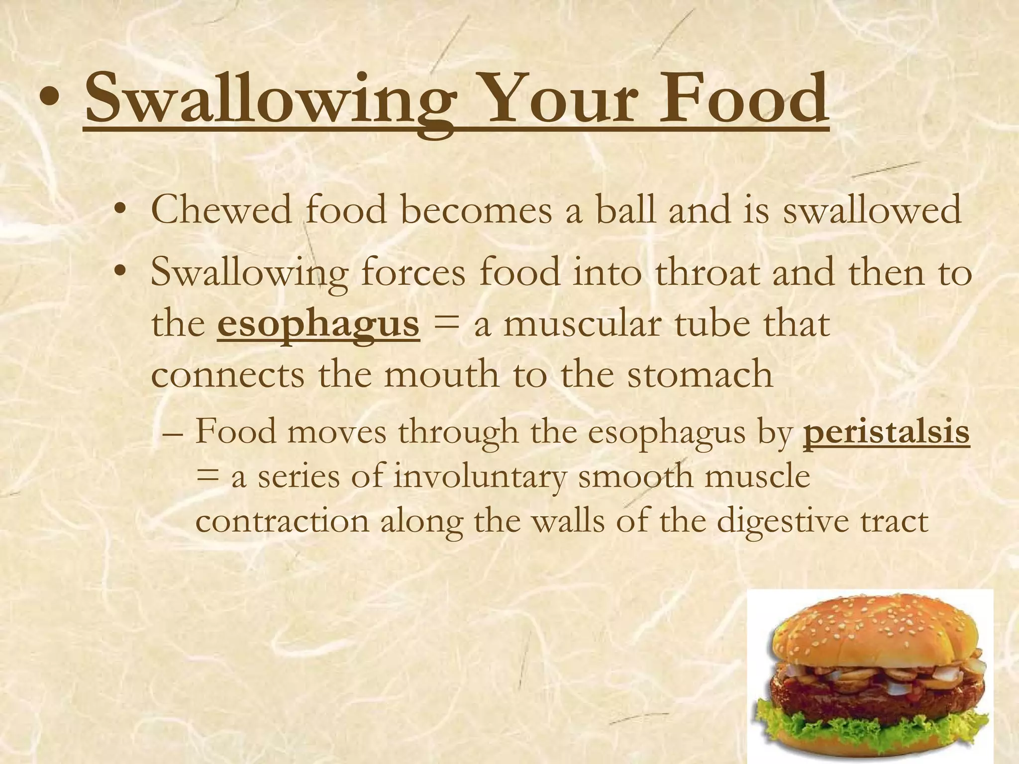 • Swallowing Your Food
• Chewed food becomes a ball and is swallowed
• Swallowing forces food into throat and then to
the esophagus = a muscular tube that
connects the mouth to the stomach
– Food moves through the esophagus by peristalsis
= a series of involuntary smooth muscle
contraction along the walls of the digestive tract
 