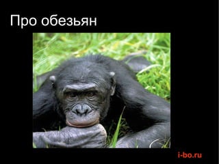 Про обезьян 