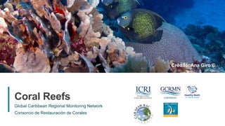 13
Global Caribbean Regional Monitoring Network
Consorcio de Restauración de Corales
Coral Reefs
Crédito: Ana Giro ©
 
