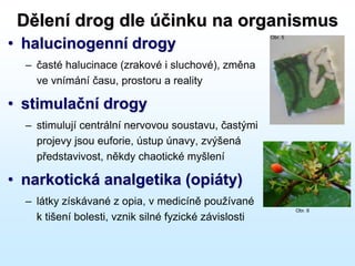 Dělení drog dle účinku na organismus
• halucinogenní drogy
– časté halucinace (zrakové i sluchové), změna
ve vnímání času, prostoru a reality
• stimulační drogy
– stimulují centrální nervovou soustavu, častými
projevy jsou euforie, ústup únavy, zvýšená
představivost, někdy chaotické myšlení
• narkotická analgetika (opiáty)
– látky získávané z opia, v medicíně používané
k tišení bolesti, vznik silné fyzické závislosti
Obr. 5
Obr. 6
 