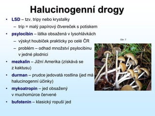 Halucinogenní drogy
• LSD – tzv. tripy nebo krystalky
– trip = malý papírový čtvereček s potiskem
• psylocibin – látka obsažená v lysohlávkách
– výskyt houbiček prakticky po celé ČR
– problém – odhad množství psylocibinu
v jedné plodnici
• mezkalin – Jižní Amerika (získává se
z kaktusu)
• durman – prudce jedovatá rostlina (jed má
halucinogenní účinky)
• mykoatropin – jed obsažený
v muchomůrce červené
• bufotenin – klasický ropuší jed
Obr. 7
 