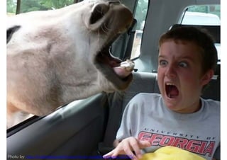 Photo by http://hqdesktop.net/horses-f-e-a-r-scared-wallpaper-25755/
 