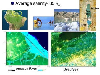 Amazon River
Average salinity- 35 o
/oo
Dead Sea
Jordan
Israel
Dead
Sea
 