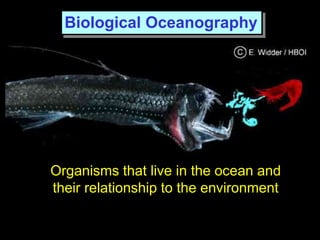 Organisms that live in the ocean and
their relationship to the environment
Biological Oceanography
 