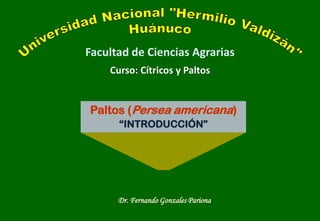 Paltos (Persea americana)
“INTRODUCCIÓN”
Curso: Cítricos y Paltos
Facultad de Ciencias Agrarias
Dr. Fernando Gonzales Pariona
 
