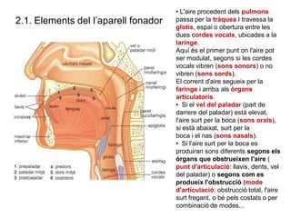 2.1. Elements del l’aparell fonador
• L'aire procedent dels pulmons
passa per la tràquea I travessa la
glotis, espai o obe...