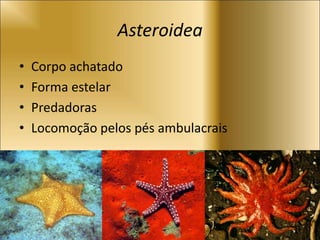 Asteroidea
• Corpo achatado
• Forma estelar
• Predadoras
• Locomoção pelos pés ambulacrais
 
