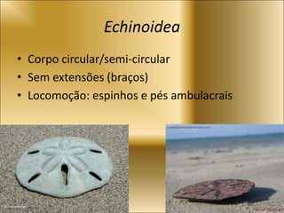 Echinoidea
• Corpo circular/semi-circular
• Sem extensões (braços)
• Locomoção: espinhos e pés ambulacrais
 