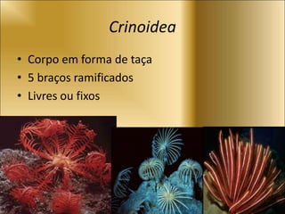 Crinoidea
• Corpo em forma de taça
• 5 braços ramificados
• Livres ou fixos
 