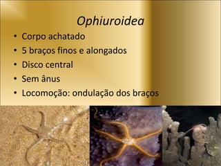 Ophiuroidea
• Corpo achatado
• 5 braços finos e alongados
• Disco central
• Sem ânus
• Locomoção: ondulação dos braços
 