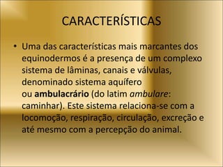CARACTERÍSTICAS
• Uma das características mais marcantes dos
equinodermos é a presença de um complexo
sistema de lâminas, canais e válvulas,
denominado sistema aquífero
ou ambulacrário (do latim ambulare:
caminhar). Este sistema relaciona-se com a
locomoção, respiração, circulação, excreção e
até mesmo com a percepção do animal.
 