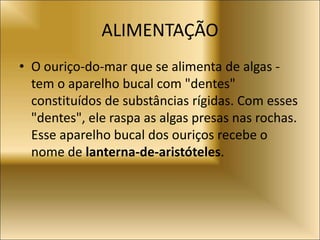 ALIMENTAÇÃO
• O ouriço-do-mar que se alimenta de algas -
tem o aparelho bucal com "dentes"
constituídos de substâncias rígidas. Com esses
"dentes", ele raspa as algas presas nas rochas.
Esse aparelho bucal dos ouriços recebe o
nome de lanterna-de-aristóteles.
 