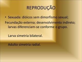 REPRODUÇÃO
• Sexuada: dióicos sem dimorfismo sexual;
Fecundação externa; desenvolvimento indireto;
larvas diferenciam-se conforme o grupo.
Larva simetria bilateral.
Adulto simetria radial.
 