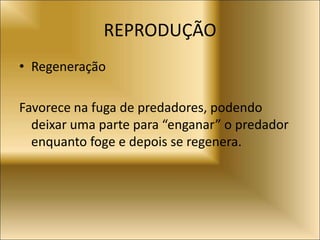 REPRODUÇÃO
• Regeneração
Favorece na fuga de predadores, podendo
deixar uma parte para “enganar” o predador
enquanto foge e depois se regenera.
 