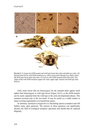 CHAPTER 9
218
FIGURE 2. S. frugiperda GEM mutant and wild type larval skin color and adult eye color. (A)
Second instar larvae with GEM mutation (e.g. white circle) and wild type (e.g. black circle).
(B) Wild type larvae three days later. (C) Larvae with GEM mutation three days later. (D)
Adult moths with GEM mutation (upper left: male, upper right: female) and wild type male
(below).
Early instar larvae that are homozygous for the mutated allele appear much
lighter than heterozygous or wild type larvae (Figure 2A-C), so the GEM mutants
can be easily separated from the wild type in the early developmental phases. This
mutation occurred only in the rice-strain. It may be useful as a visible marker in
future crossing experiments or in transfection assays.
In summary, Spodoptera frugiperda is a fascinating species (complex) and still
harbors many open questions. The answers to these questions can significantly
advance the field of ecological sympatric speciation and should thus be explored
diligently.
D
CBA
 