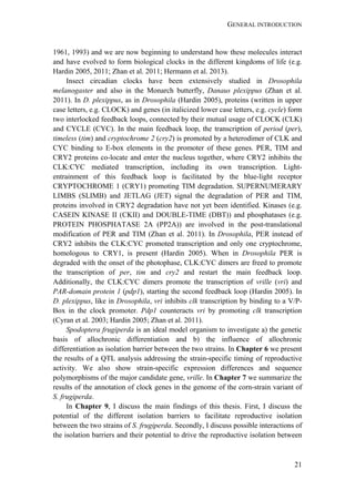 GENERAL INTRODUCTION
21
1961, 1993) and we are now beginning to understand how these molecules interact
and have evolved to form biological clocks in the different kingdoms of life (e.g.
Hardin 2005, 2011; Zhan et al. 2011; Hermann et al. 2013).
Insect circadian clocks have been extensively studied in Drosophila
melanogaster and also in the Monarch butterfly, Danaus plexippus (Zhan et al.
2011). In D. plexippus, as in Drosophila (Hardin 2005), proteins (written in upper
case letters, e.g. CLOCK) and genes (in italicized lower case letters, e.g. cycle) form
two interlocked feedback loops, connected by their mutual usage of CLOCK (CLK)
and CYCLE (CYC). In the main feedback loop, the transcription of period (per),
timeless (tim) and cryptochrome 2 (cry2) is promoted by a heterodimer of CLK and
CYC binding to E-box elements in the promoter of these genes. PER, TIM and
CRY2 proteins co-locate and enter the nucleus together, where CRY2 inhibits the
CLK:CYC mediated transcription, including its own transcription. Light-
entrainment of this feedback loop is facilitated by the blue-light receptor
CRYPTOCHROME 1 (CRY1) promoting TIM degradation. SUPERNUMERARY
LIMBS (SLIMB) and JETLAG (JET) signal the degradation of PER and TIM,
proteins involved in CRY2 degradation have not yet been identified. Kinases (e.g.
CASEIN KINASE II (CKII) and DOUBLE-TIME (DBT)) and phosphatases (e.g.
PROTEIN PHOSPHATASE 2A (PP2A)) are involved in the post-translational
modification of PER and TIM (Zhan et al. 2011). In Drosophila, PER instead of
CRY2 inhibits the CLK:CYC promoted transcription and only one cryptochrome,
homologous to CRY1, is present (Hardin 2005). When in Drosophila PER is
degraded with the onset of the photophase, CLK:CYC dimers are freed to promote
the transcription of per, tim and cry2 and restart the main feedback loop.
Additionally, the CLK:CYC dimers promote the transcription of vrille (vri) and
PAR-domain protein 1 (pdp1), starting the second feedback loop (Hardin 2005). In
D. plexippus, like in Drosophila, vri inhibits clk transcription by binding to a V/P-
Box in the clock promoter. Pdp1 counteracts vri by promoting clk transcription
(Cyran et al. 2003; Hardin 2005; Zhan et al. 2011).
Spodoptera frugiperda is an ideal model organism to investigate a) the genetic
basis of allochronic differentiation and b) the influence of allochronic
differentiation as isolation barrier between the two strains. In Chapter 6 we present
the results of a QTL analysis addressing the strain-specific timing of reproductive
activity. We also show strain-specific expression differences and sequence
polymorphisms of the major candidate gene, vrille. In Chapter 7 we summarize the
results of the annotation of clock genes in the genome of the corn-strain variant of
S. frugiperda.
In Chapter 9, I discuss the main findings of this thesis. First, I discuss the
potential of the different isolation barriers to facilitate reproductive isolation
between the two strains of S. frugiperda. Secondly, I discuss possible interactions of
the isolation barriers and their potential to drive the reproductive isolation between
 