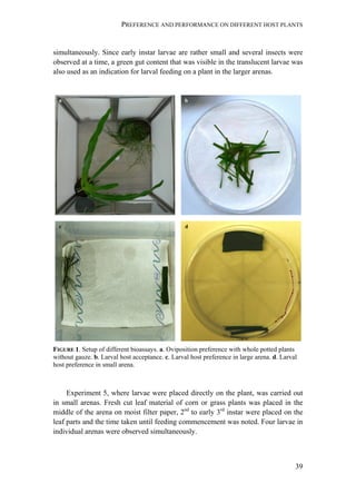 PREFERENCE AND PERFORMANCE ON DIFFERENT HOST PLANTS
39
simultaneously. Since early instar larvae are rather small and several insects were
observed at a time, a green gut content that was visible in the translucent larvae was
also used as an indication for larval feeding on a plant in the larger arenas.
FIGURE 1. Setup of different bioassays. a. Oviposition preference with whole potted plants
without gauze. b. Larval host acceptance. c. Larval host preference in large arena. d. Larval
host preference in small arena.
Experiment 5, where larvae were placed directly on the plant, was carried out
in small arenas. Fresh cut leaf material of corn or grass plants was placed in the
middle of the arena on moist filter paper, 2nd
to early 3rd
instar were placed on the
leaf parts and the time taken until feeding commencement was noted. Four larvae in
individual arenas were observed simultaneously.
 