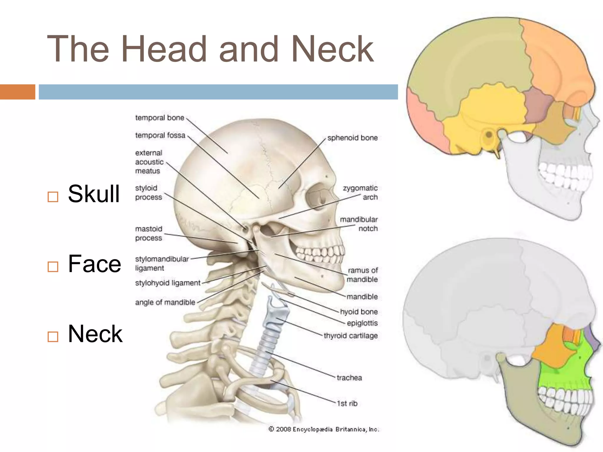 The Head and Neck


   Skull

   Face

   Neck
 