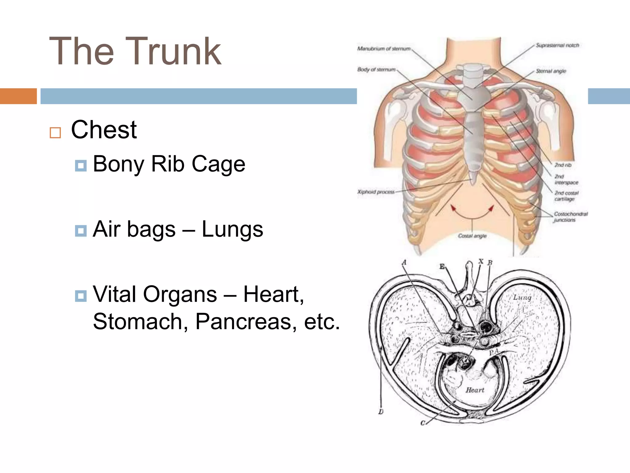 The Trunk
   Chest
     Bony    Rib Cage

     Air   bags – Lungs

          Organs – Heart,
     Vital
      Stomach, Pancreas, etc.
 