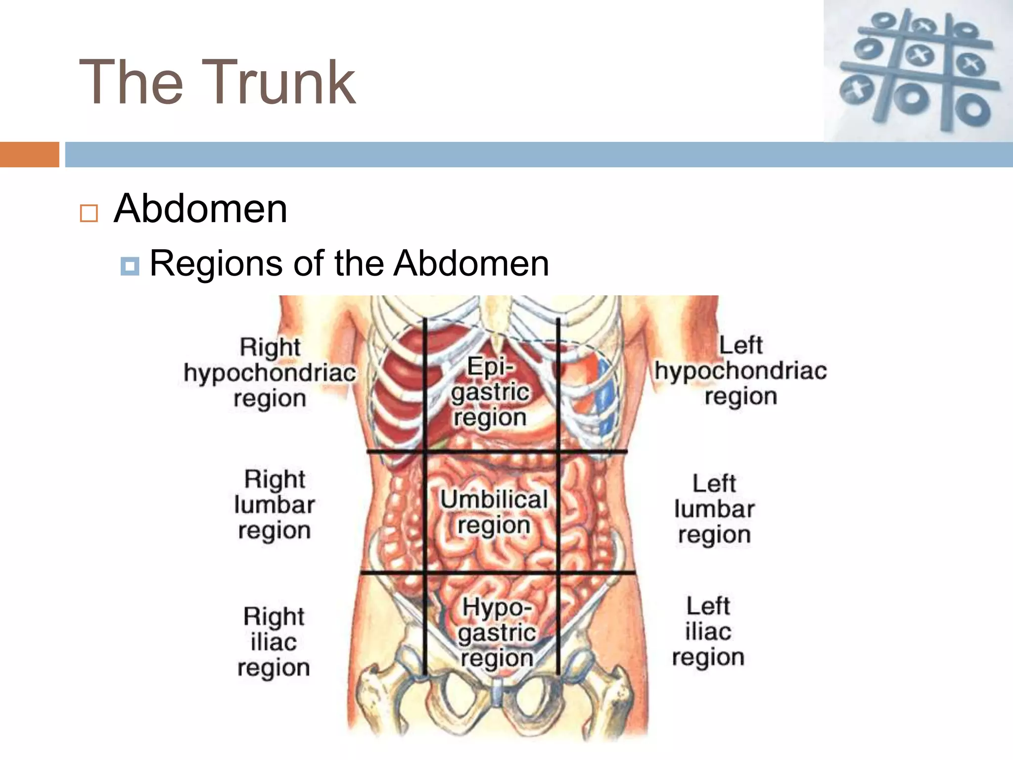 The Trunk
   Abdomen
     Regions   of the Abdomen
 