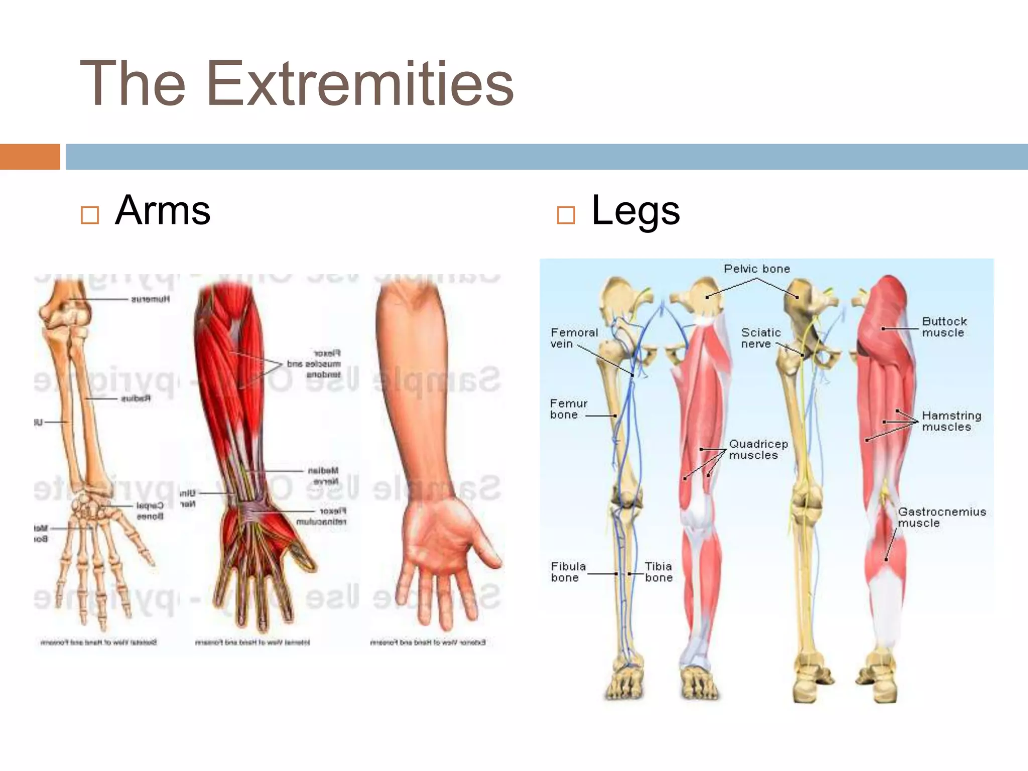The Extremities
   Arms             Legs
 