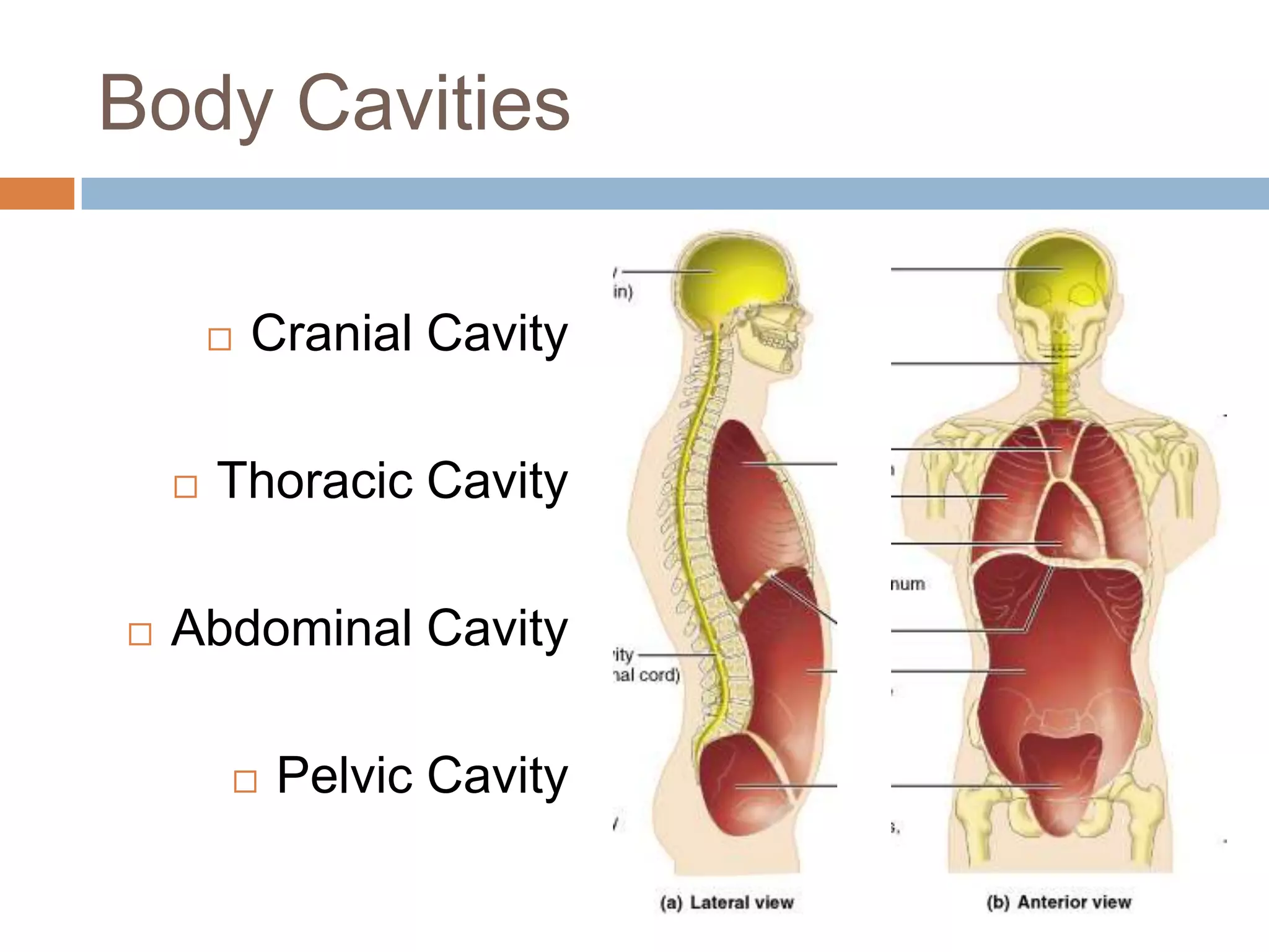 Body Cavities

           Cranial Cavity

       Thoracic Cavity

   Abdominal Cavity

            Pelvic Cavity
 