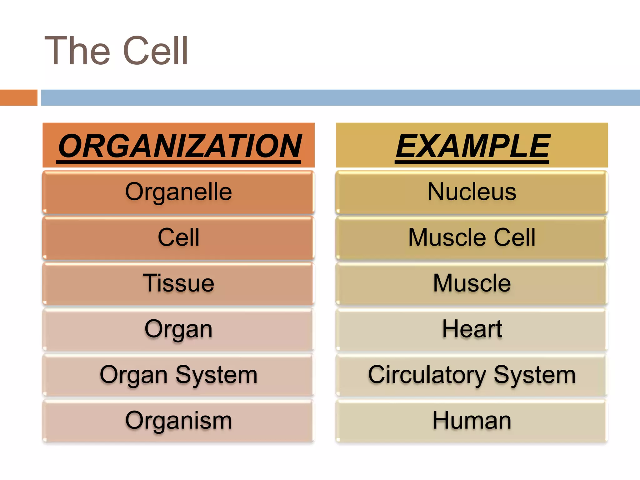 The Cell

ORGANIZATION        EXAMPLE
    Organelle          Nucleus
       Cell          Muscle Cell
      Tissue           Muscle
      Organ             Heart
   Organ System   Circulatory System
    Organism           Human
 
