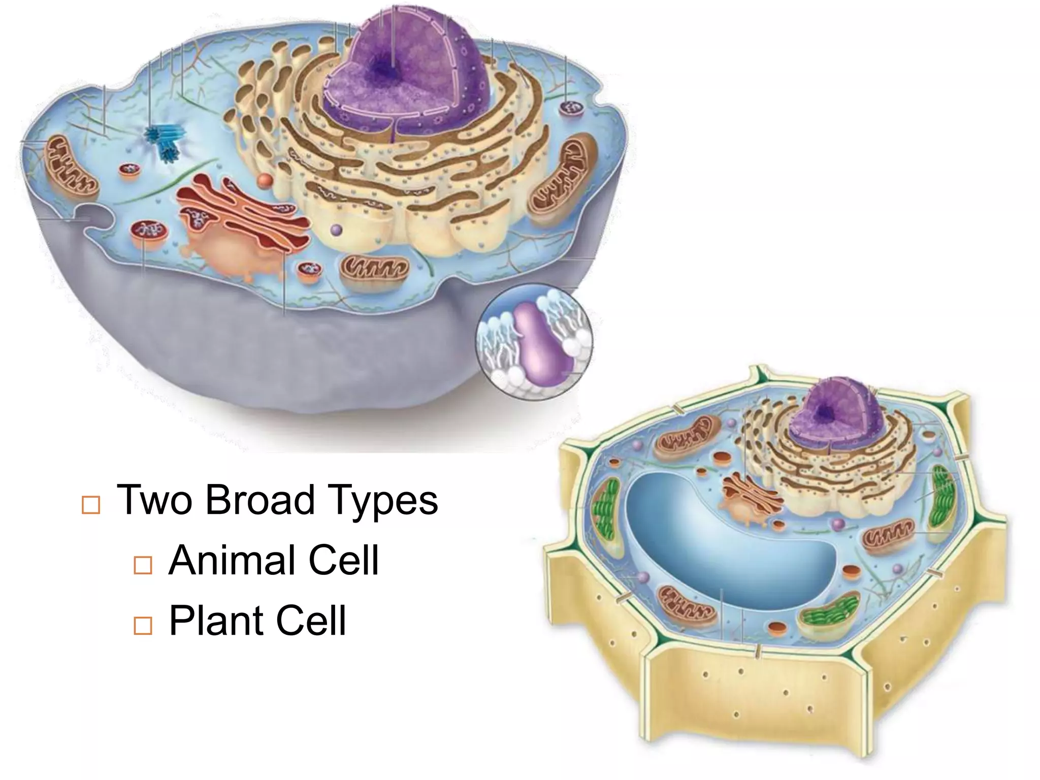    Two Broad Types
      Animal Cell

      Plant Cell
 