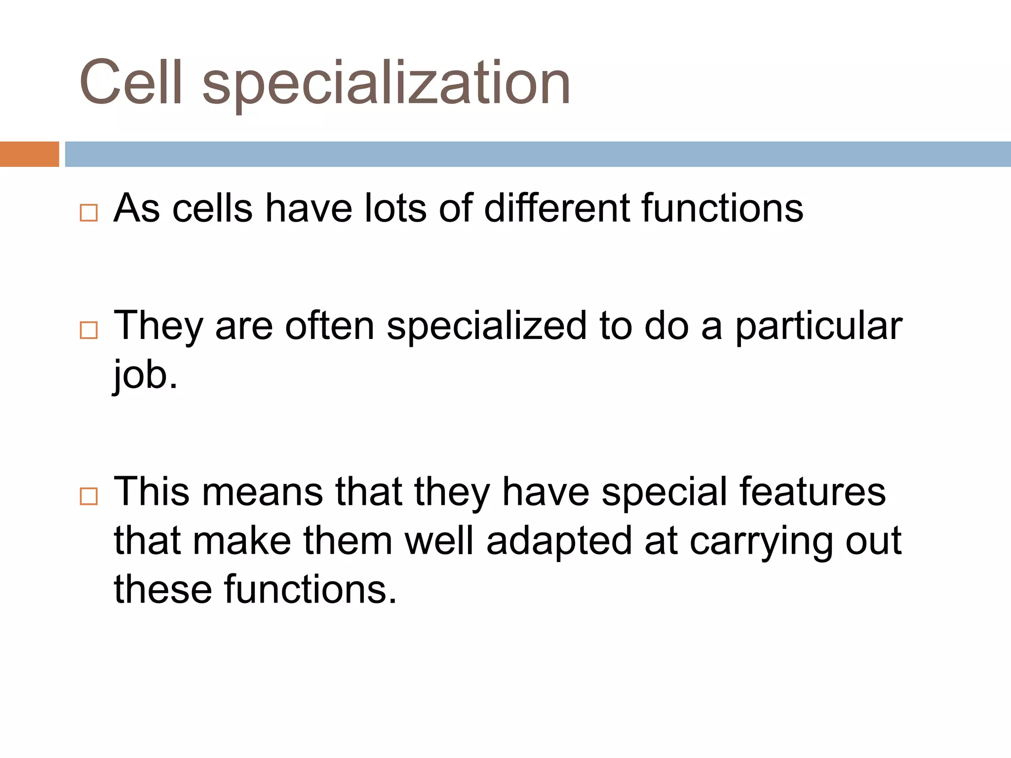 Cell specialization
   As cells have lots of different functions

   They are often specialized to do a particular
    job.

   This means that they have special features
    that make them well adapted at carrying out
    these functions.
 