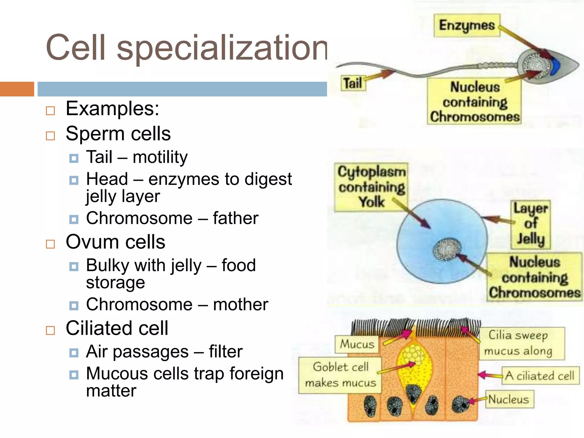 Cell specialization
   Examples:
   Sperm cells
       Tail – motility
       Head – enzymes to digest
        jelly layer
       Chromosome – father
   Ovum cells
       Bulky with jelly – food
        storage
       Chromosome – mother
   Ciliated cell
       Air passages – filter
       Mucous cells trap foreign
        matter
 